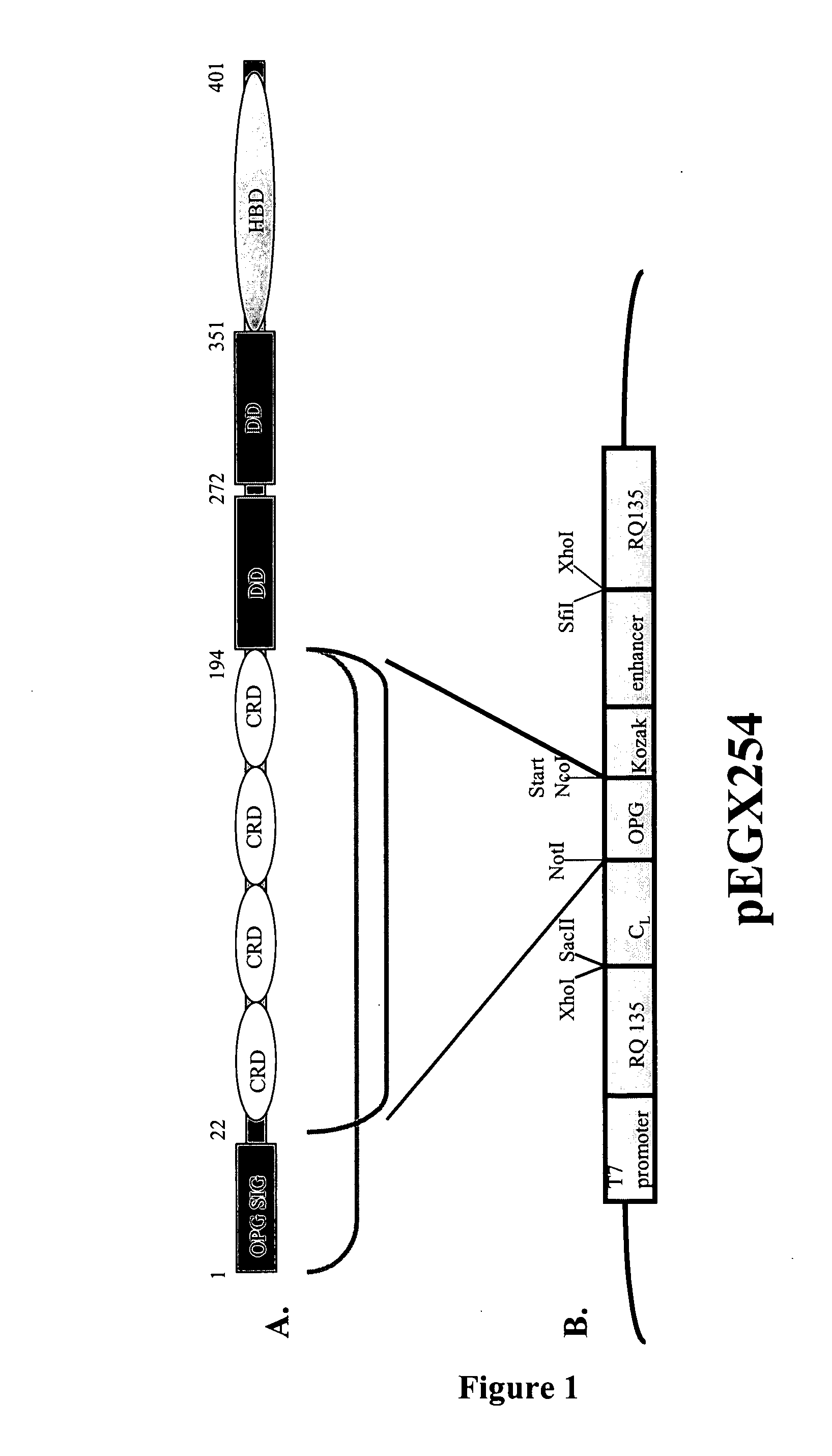 Osteoprotegerin variant proteins