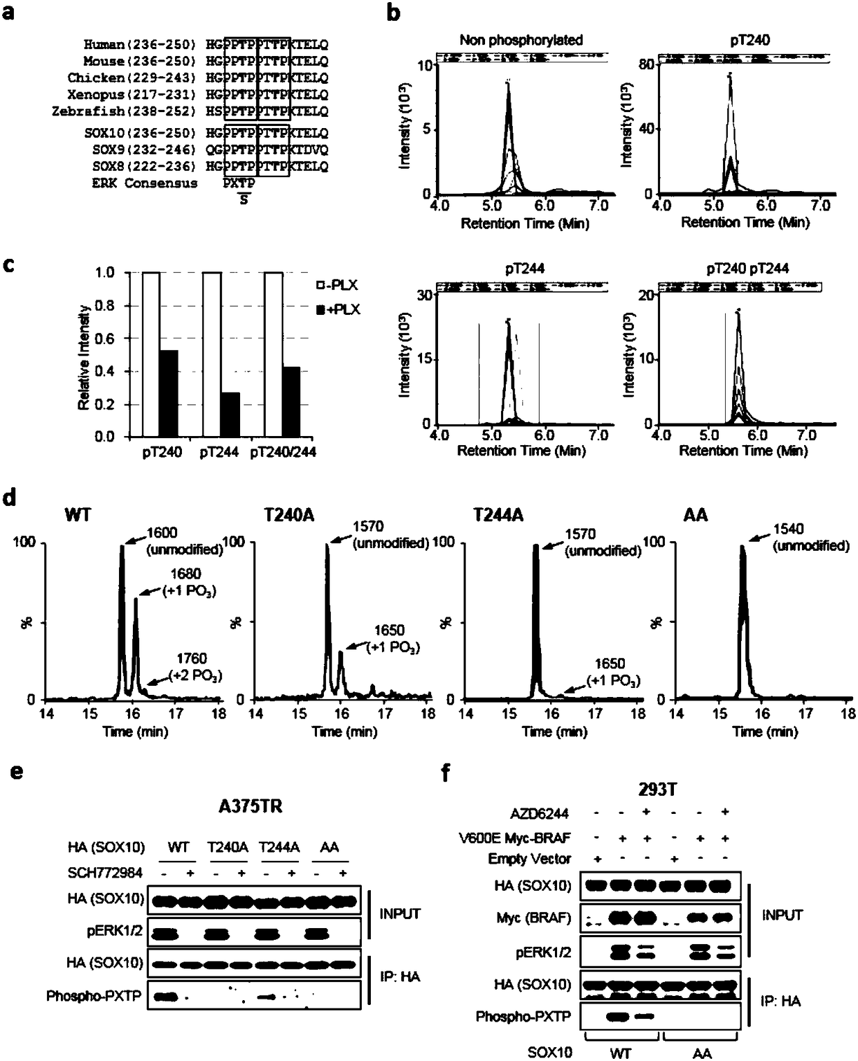 Application of gene SOX10 as target in preparation of medicines for delaying adaptive drug resistance of melanoma