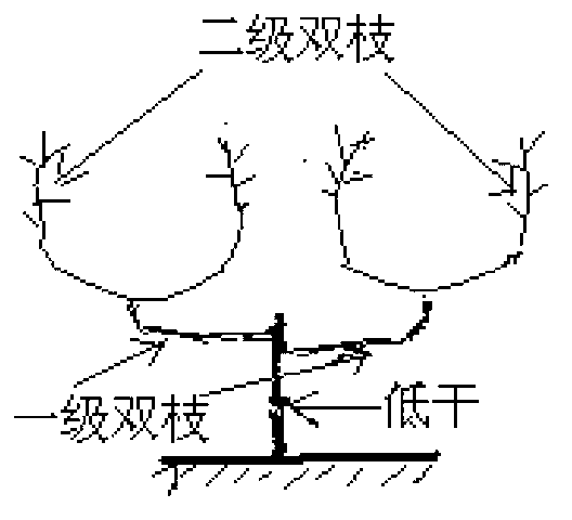 Novel method for cultivating potted landscape by adopting low-trunk dual-branch process