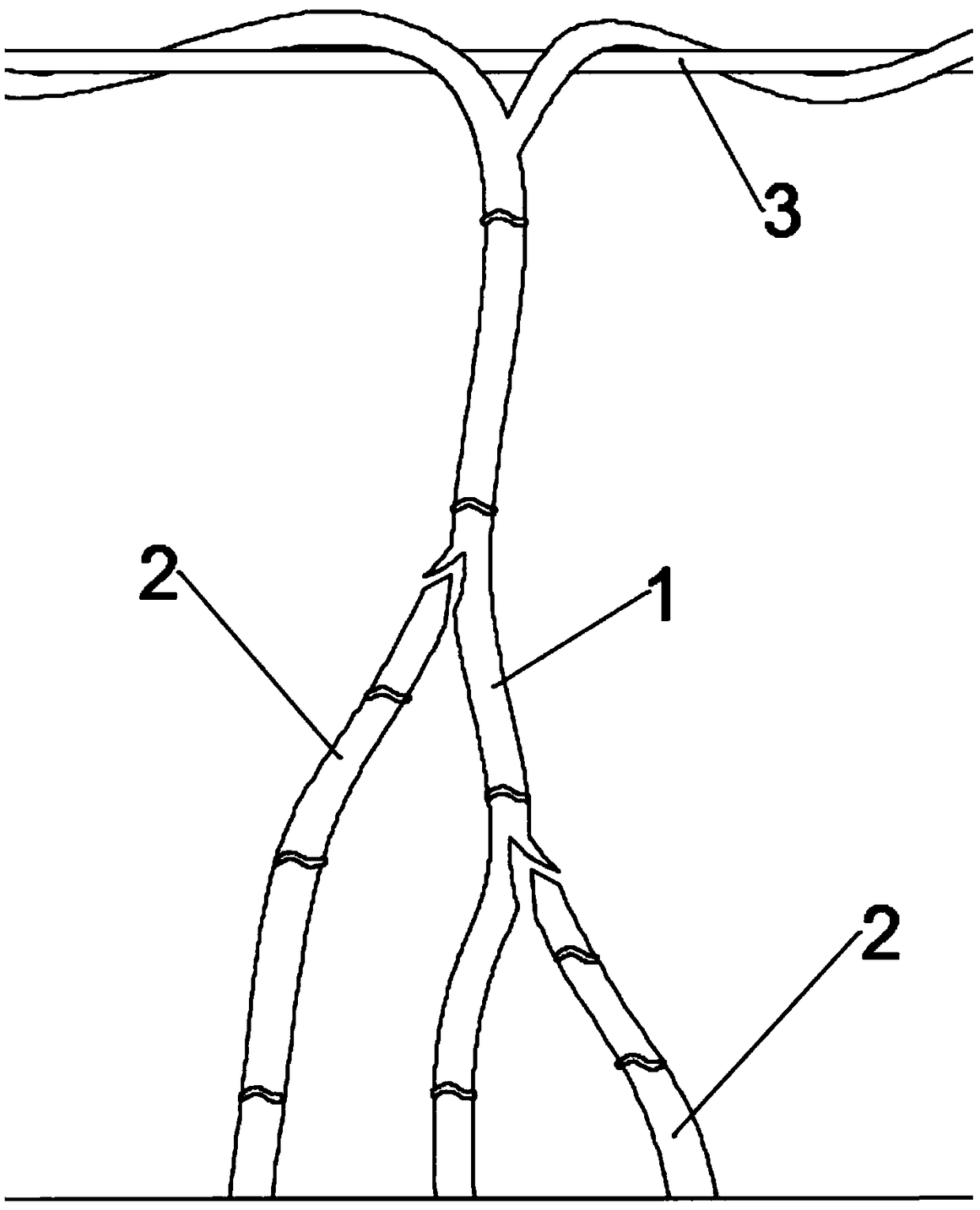 Secondary inarching cultivation method for controlling passion fruit stem base rot