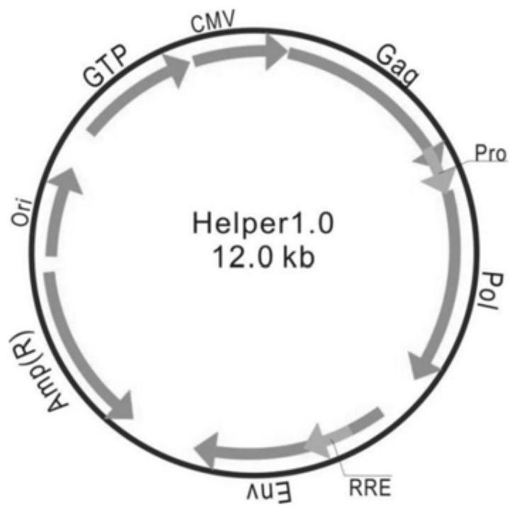 SiRNA, siRNA plasmid and lentivirus for targeted inhibition of neutral cholesteryl ester hydrolase 1 (NCEH1) gene expression, and construction methods and application of SiRNA, siRNA plasmid and lentivirus