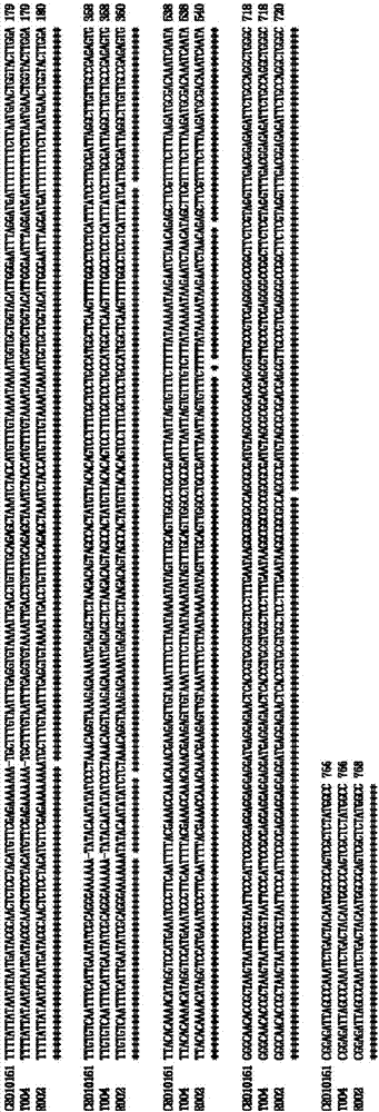 Recombinant nucleic fragment RecCR010161 and detection primer and application thereof