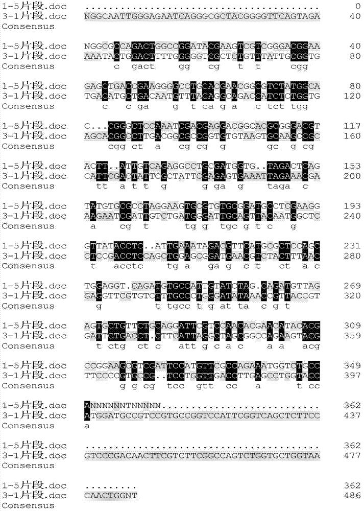 Specificity SCAR marker for detecting puccinia striiform