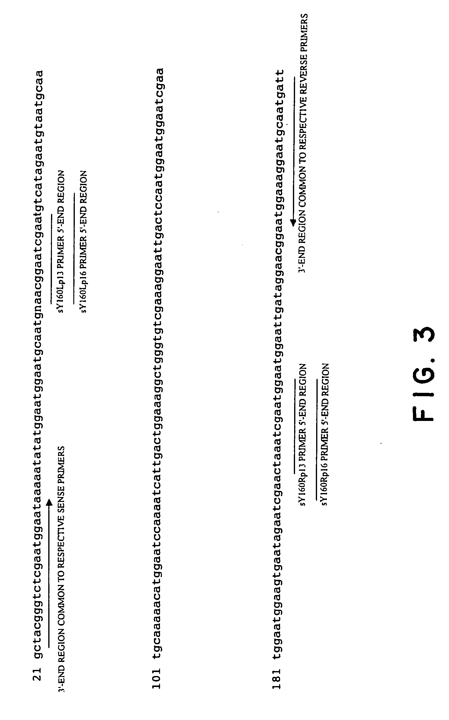 Process for amplifying nucleic acid