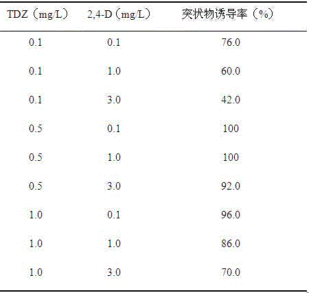 Method for regenerating plants by hippeastrum hybridum hort. petal tissue induction