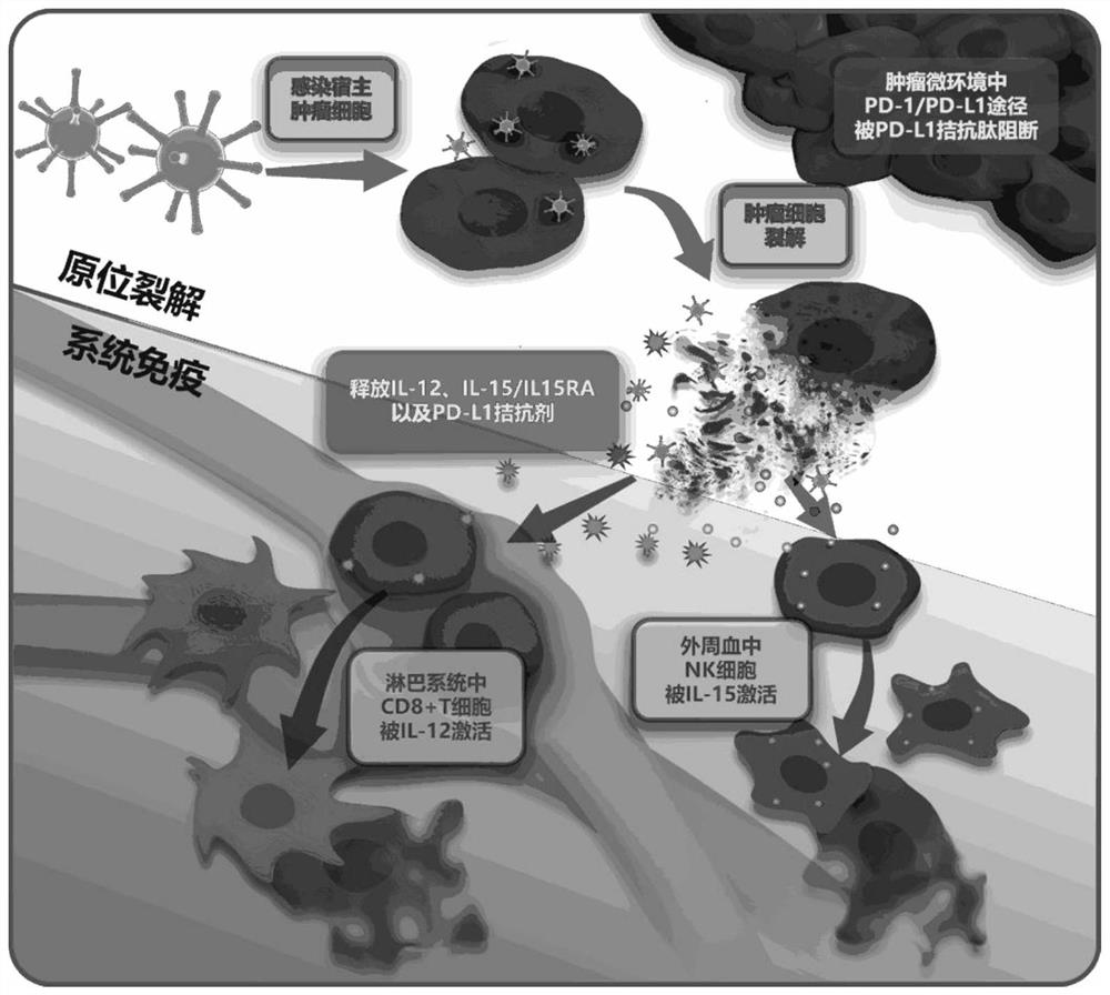 Use of oncolytic virus VG161 or combination of oncolytic virus VG161, gemcitabine and albumin paclitaxel in preparation of drugs for treating pancreatic cancer