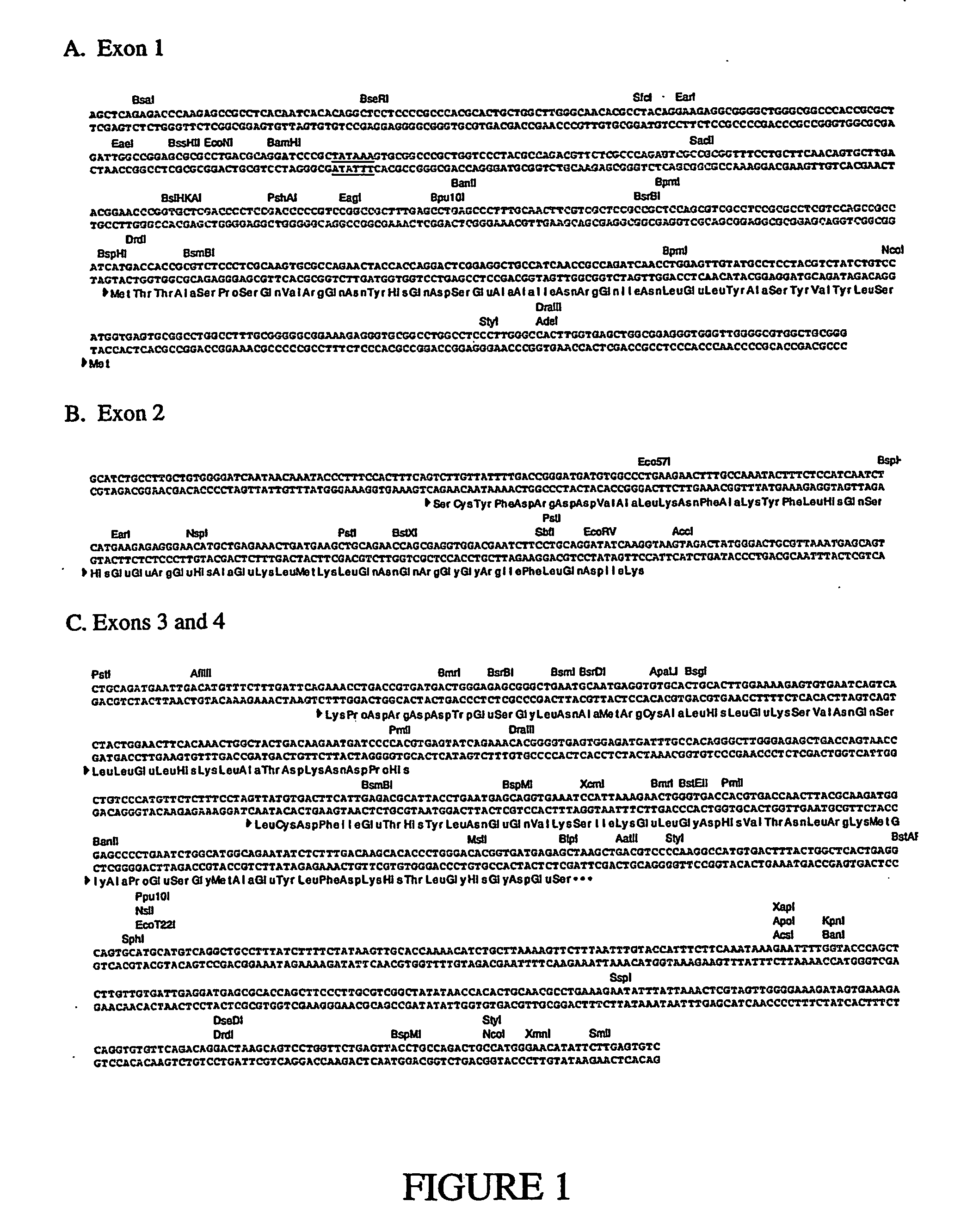 High expression locus vector based on ferritin heavy chain gene locus