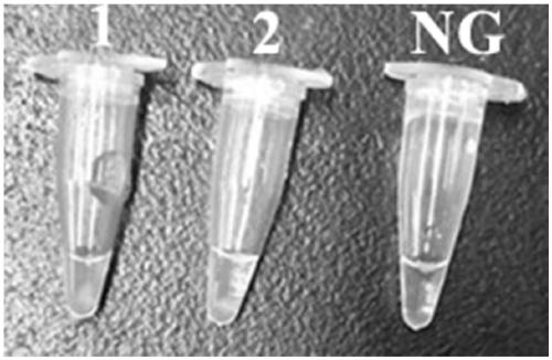 Primers, kit and method for detecting Vibrio parahemolyticus by PSR (polymerase spiral reaction) isothermal amplification reaction