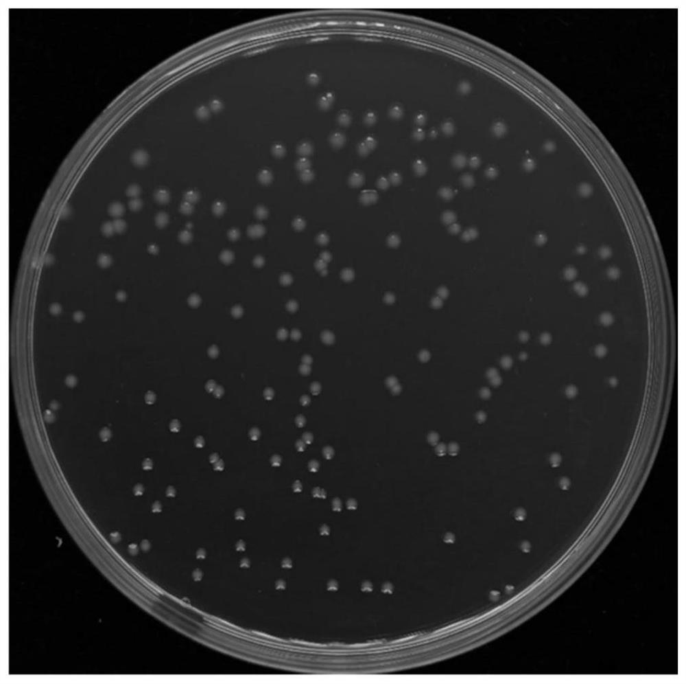 A strain of Pseudomonas taiwanensis capable of degrading tetracycline and its application