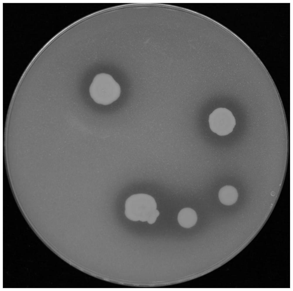 A strain of Pseudomonas taiwanensis capable of degrading tetracycline and its application