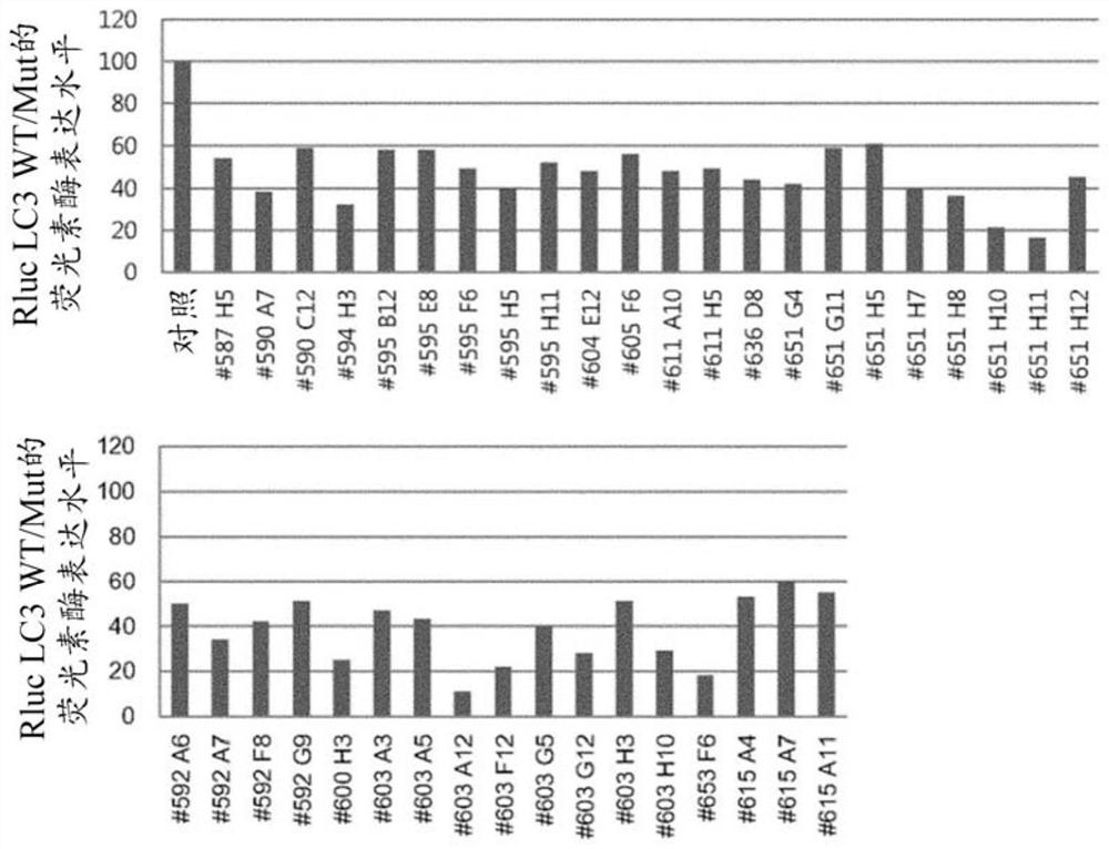 Autophagy improvement material and its application