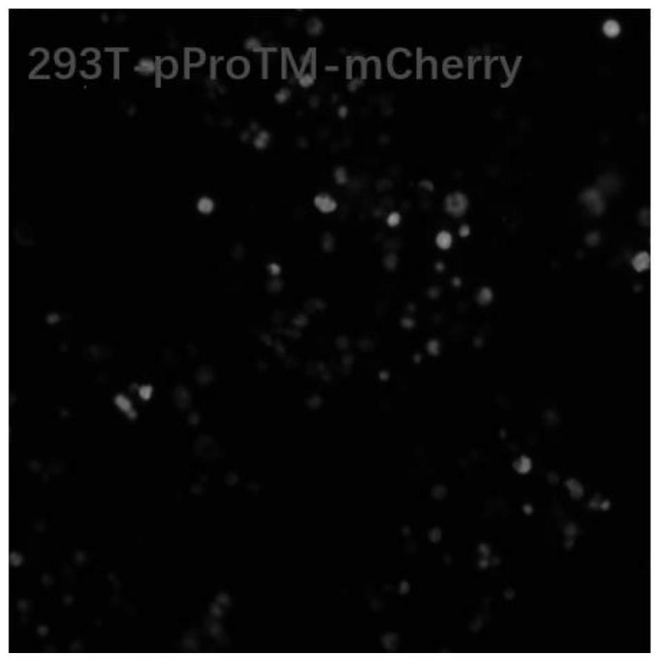 PProTM plasmid as well as construction method and application thereof