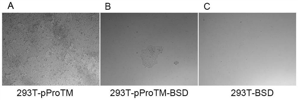 PProTM plasmid as well as construction method and application thereof