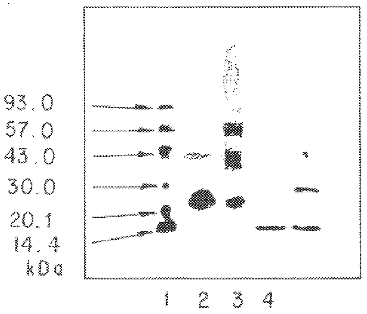 Modification of peptide and protein