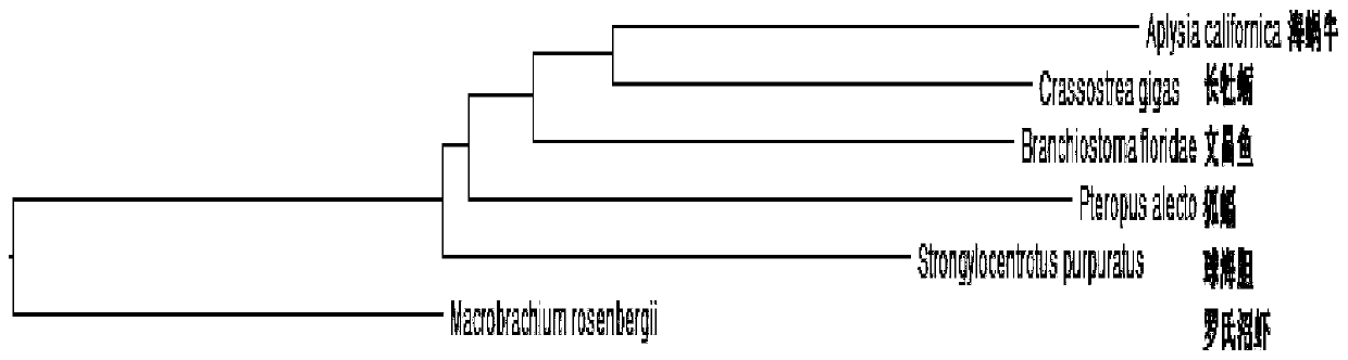 A kind of shrimp masculinization gene and its application