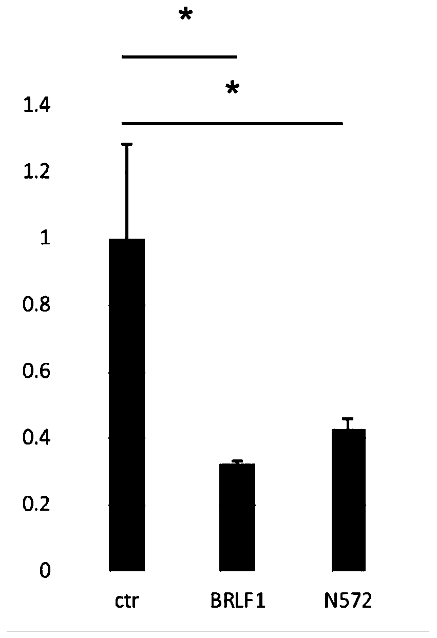 Application of EBV (Epstein-Barr virus) BRLF1 and its functional small peptide in inhibiting activity of inflammasomes