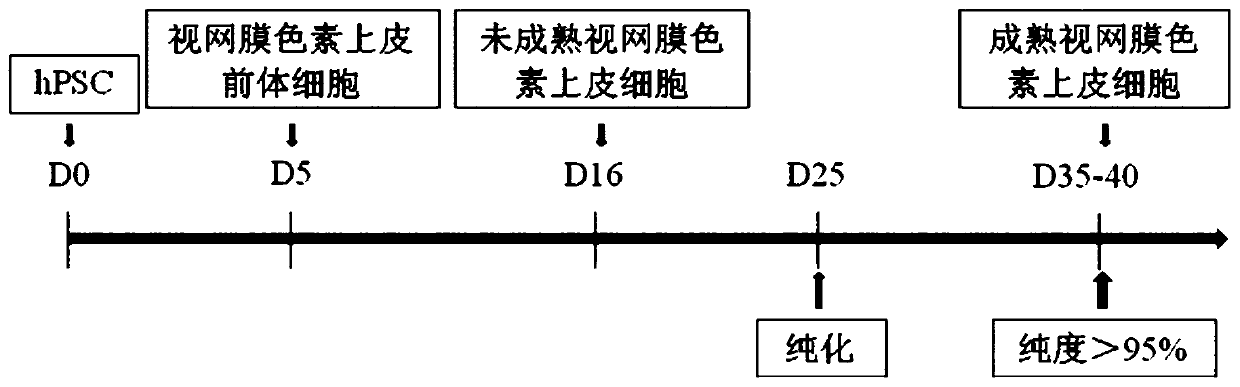 Retinal pigment epithelium cell and preparation method and application thereof