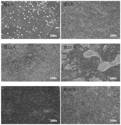 Retinal pigment epithelium cell and preparation method and application thereof