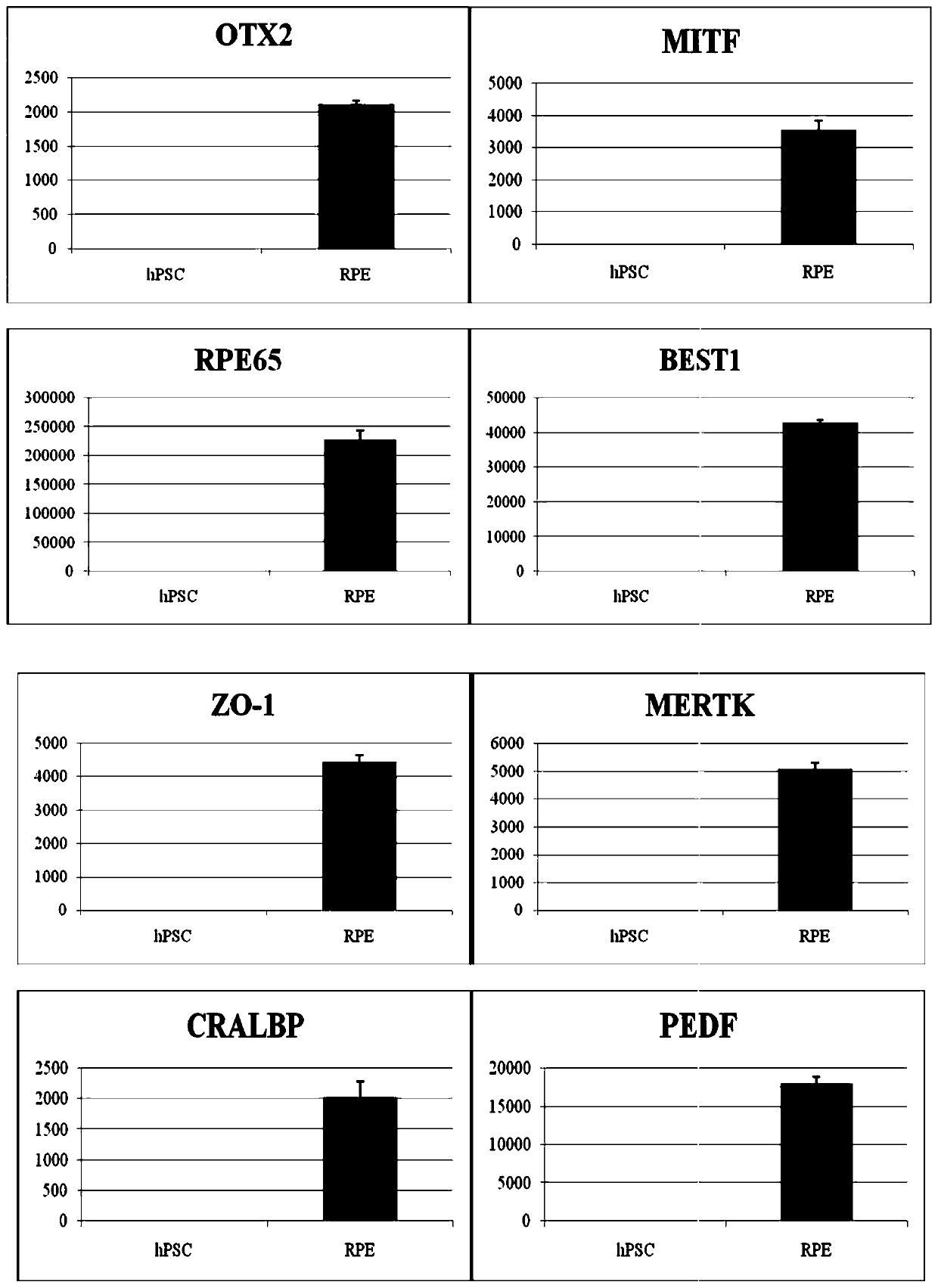 Retinal pigment epithelium cell and preparation method and application thereof