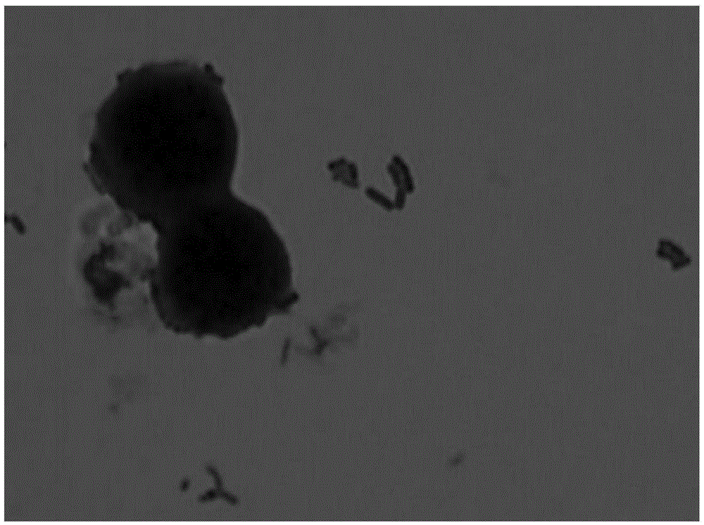 Lactobacillus reuteri antagonizing Campylobacter jejuni and inhibiting flaA gene expression of Campylobacter jejuni