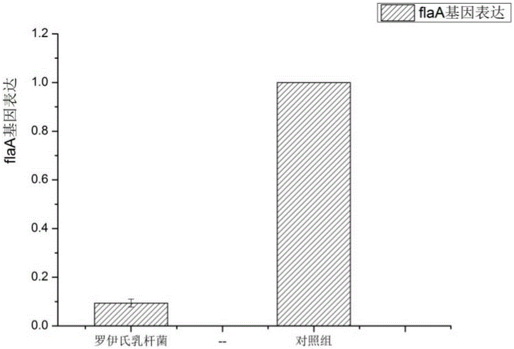 Lactobacillus reuteri antagonizing Campylobacter jejuni and inhibiting flaA gene expression of Campylobacter jejuni