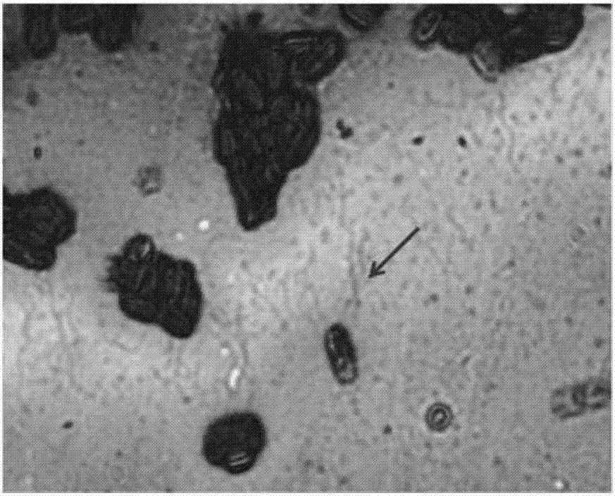 Bacillus amyloliquefaciens for biocontrol and application thereof