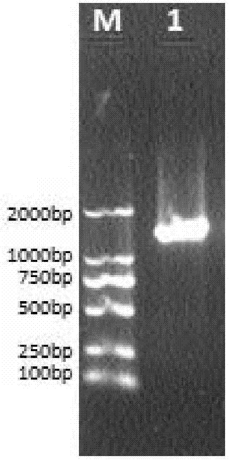 Bacillus amyloliquefaciens for biocontrol and application thereof