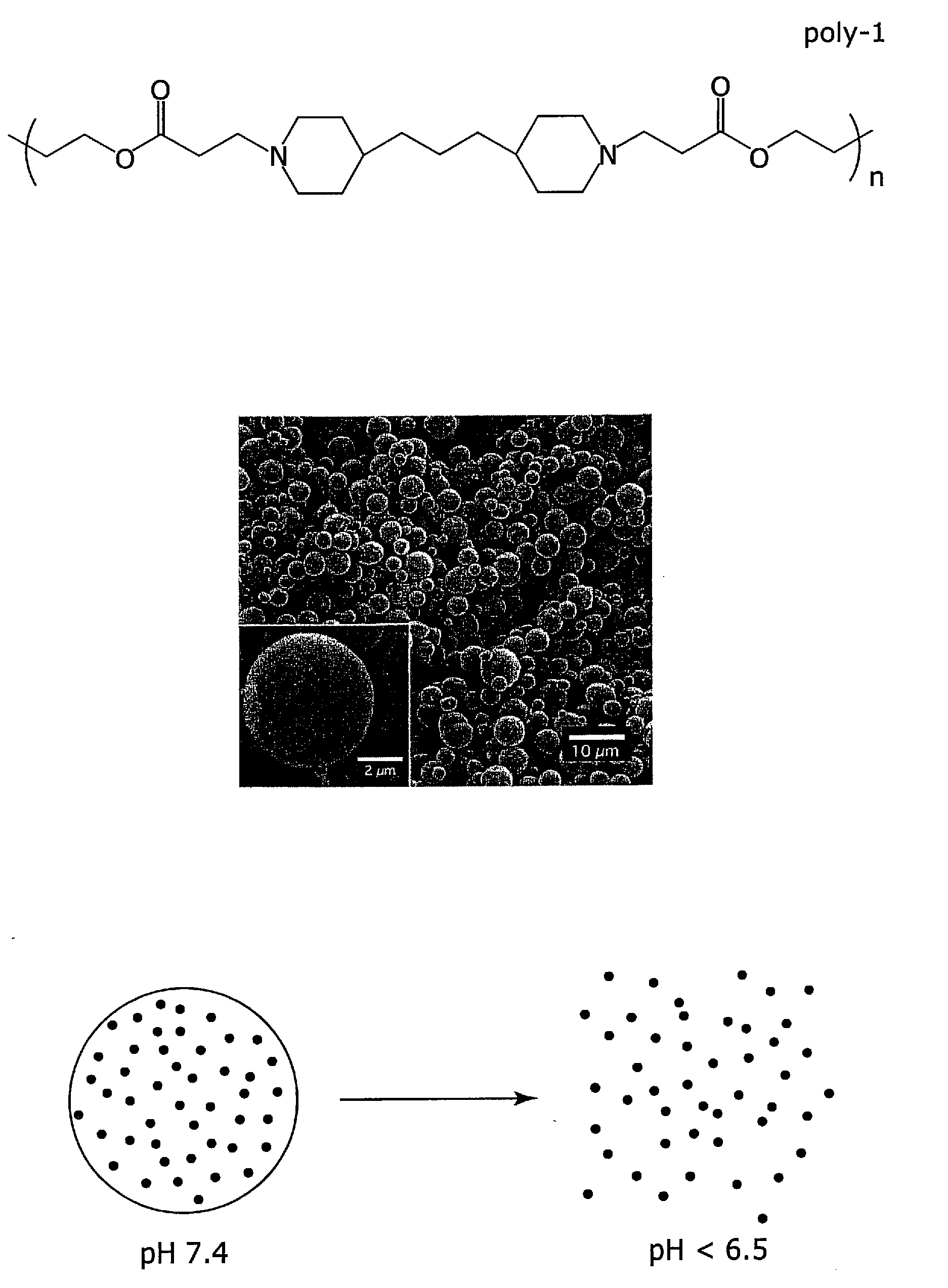 Biodegradable poly(beta-amino esters) and uses thereof