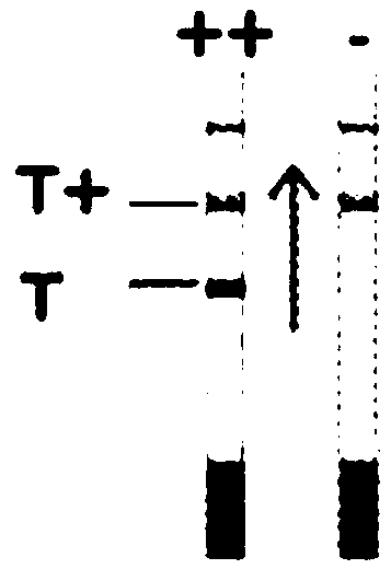 Immunogenic peptides and use thereof