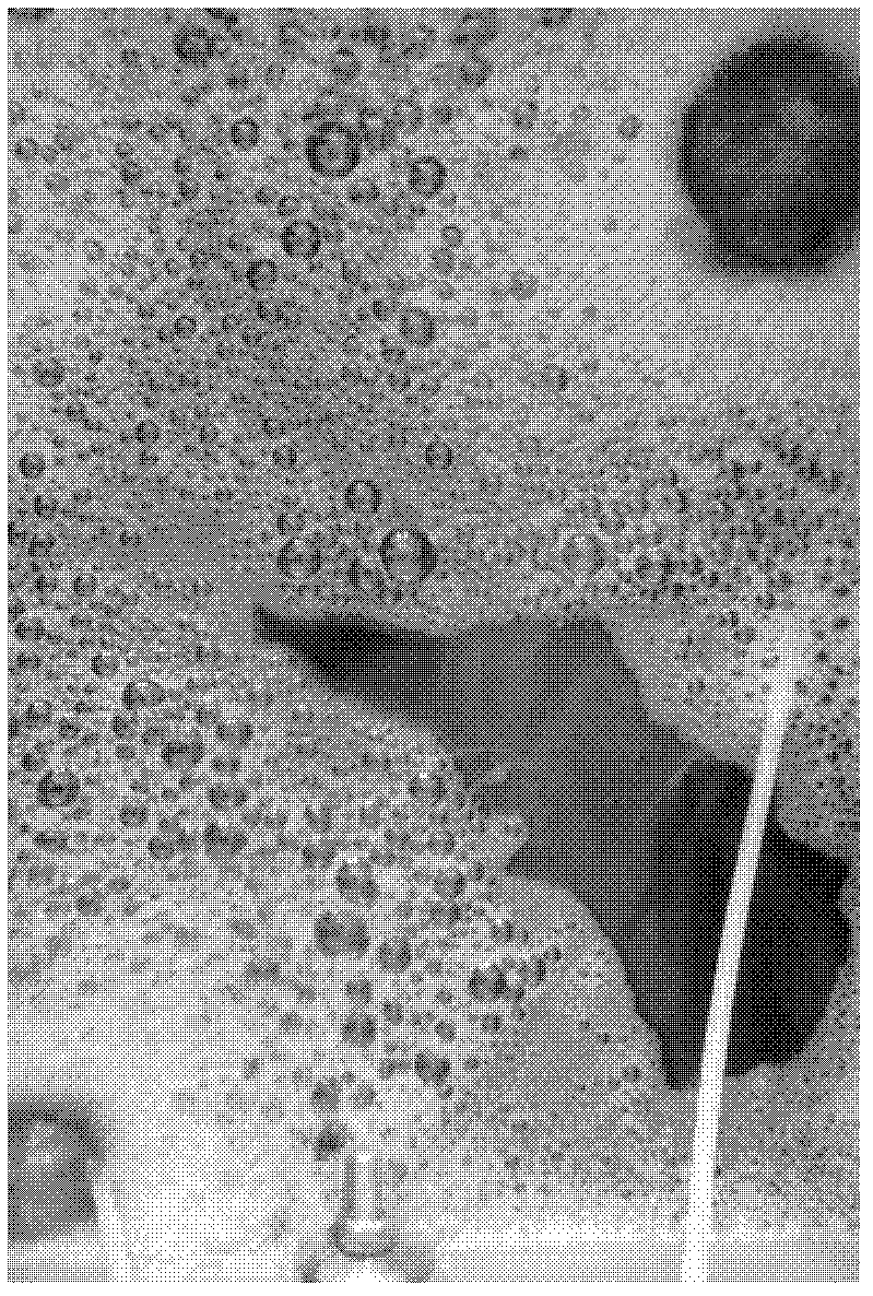 Method for preparing fibrilia by using alternaria tenuis DB3 strains