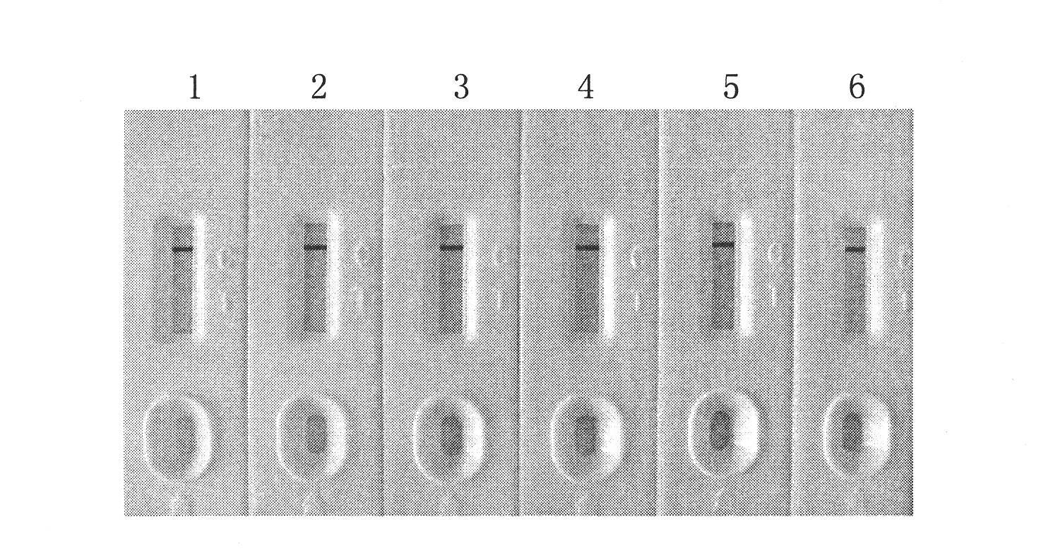 Detection test paper for Francisella tularensis antibody, preparation method thereof, detection method utilizing detection test paper and quantitative detection system