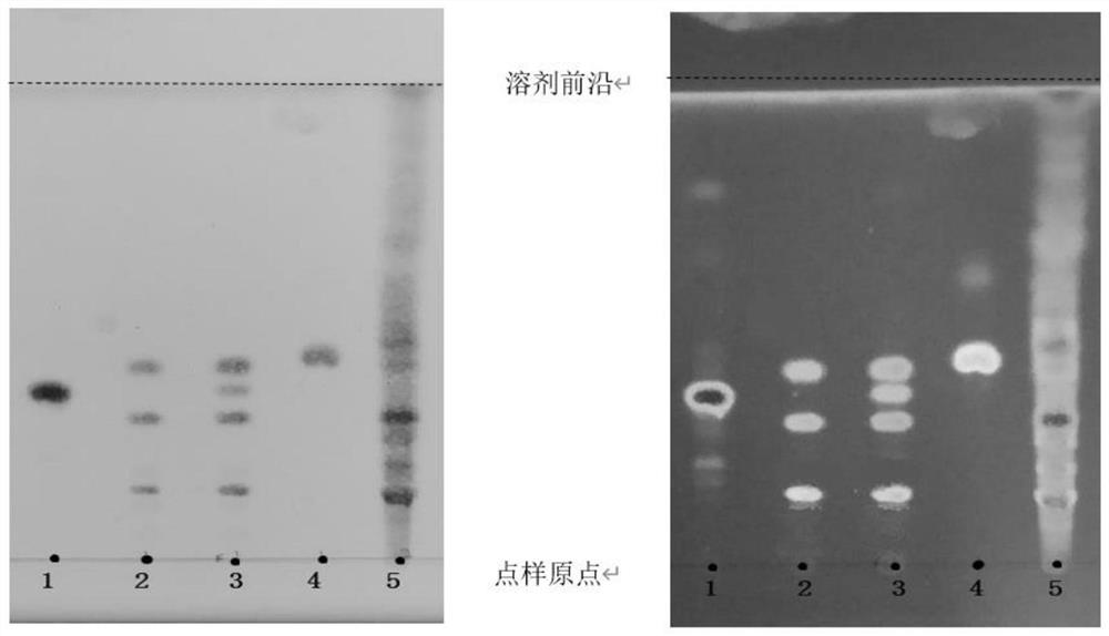 TLC identification method for extracts and preparations of Baoyuan decoction and its similar prescriptions