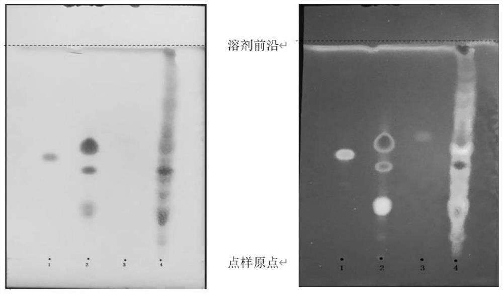 TLC identification method for extracts and preparations of Baoyuan decoction and its similar prescriptions