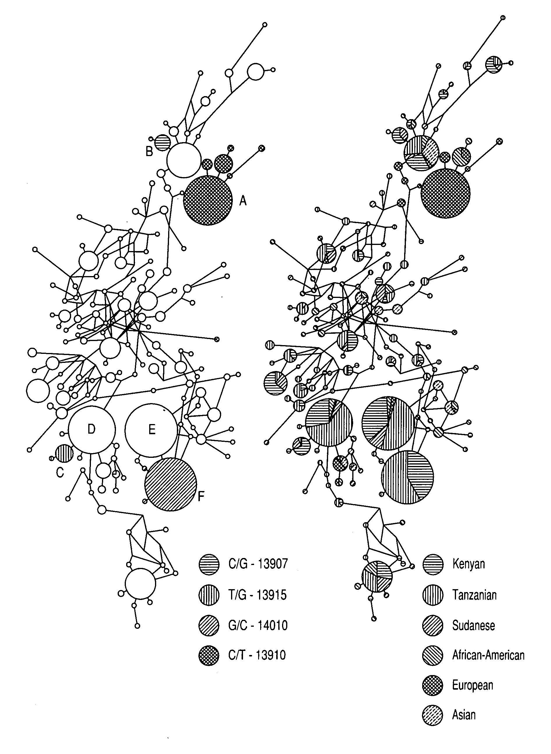 Single nucleotide polymorphisms and the identification of lactose intolerance