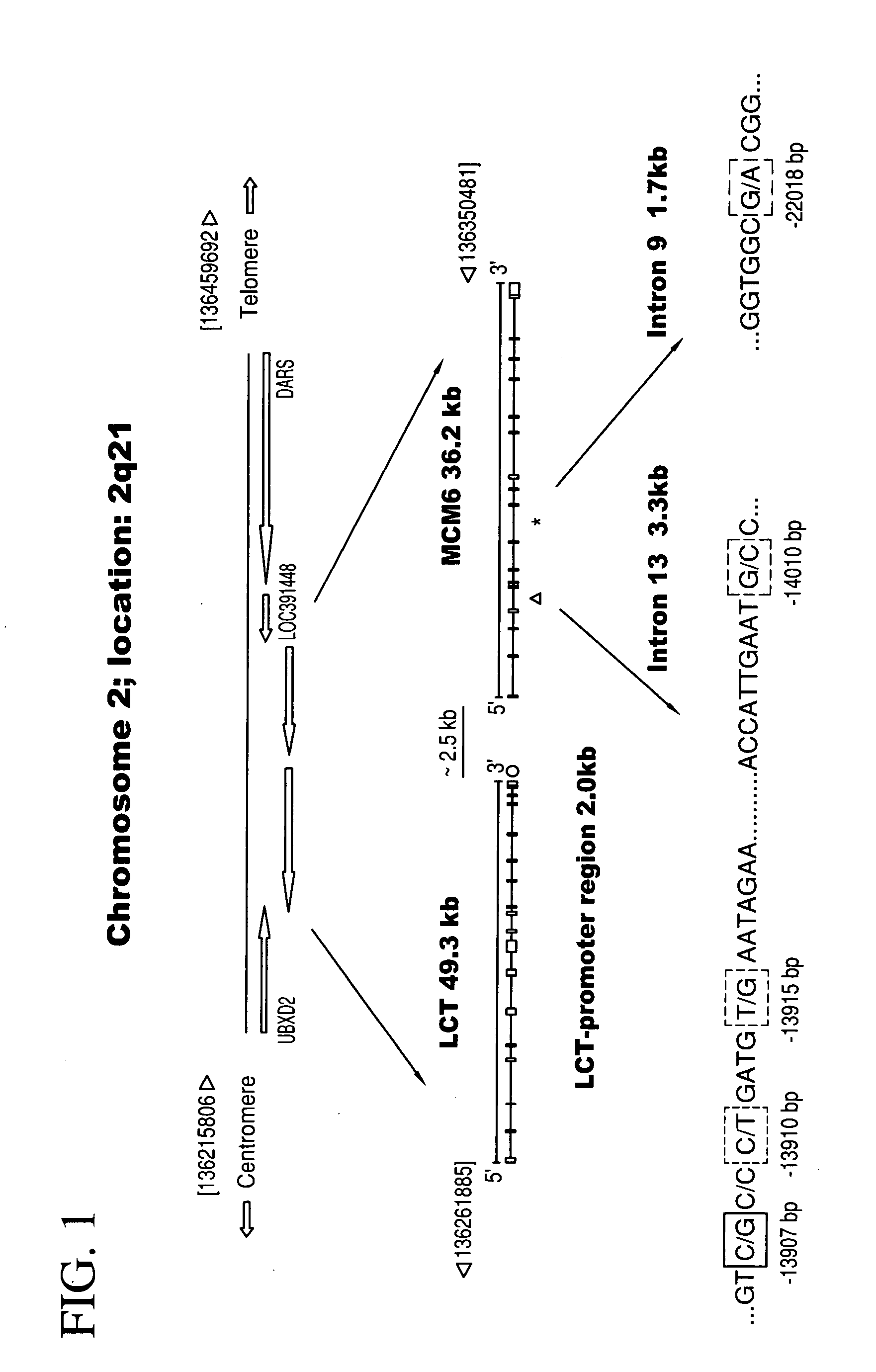 Single nucleotide polymorphisms and the identification of lactose intolerance