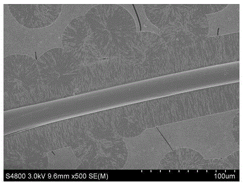 Levorotatory polylactic acid traversing column crystals and preparation method therefor