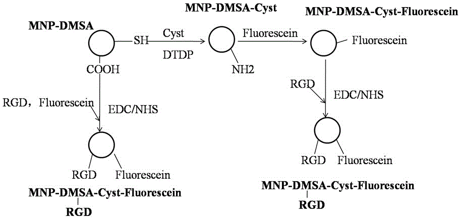 Magnetic fluorescent double-model-state probe targeted to brain glioma and preparation method thereof