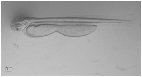 Method for Inducing Grass Carp Gynogenesis with Koi Sperm and Application of Gynogenetic Grass Carp