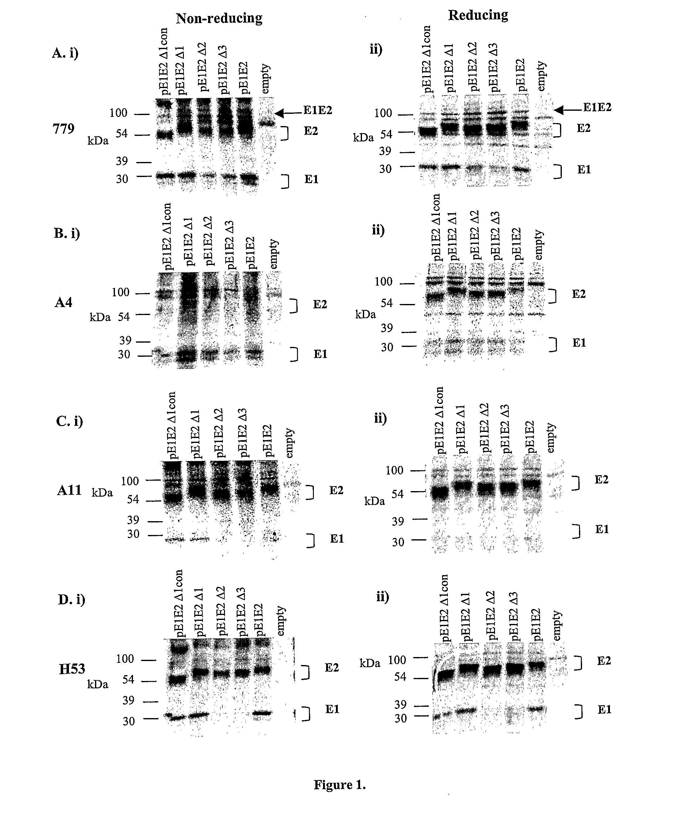 Recombinant hcv e2 glycoprotein