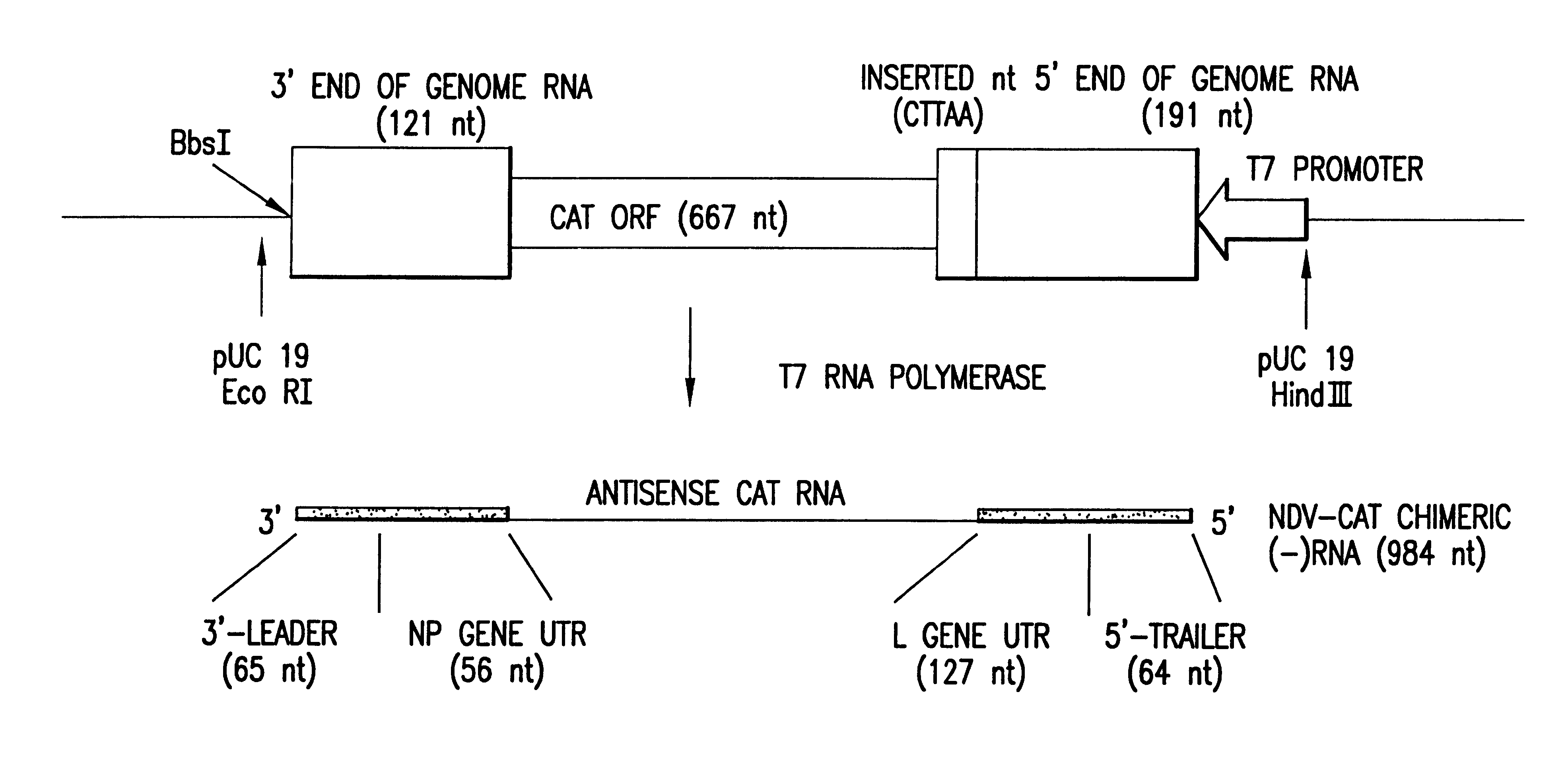 Recombinant newcastle disease virus RNA expression systems and vaccines