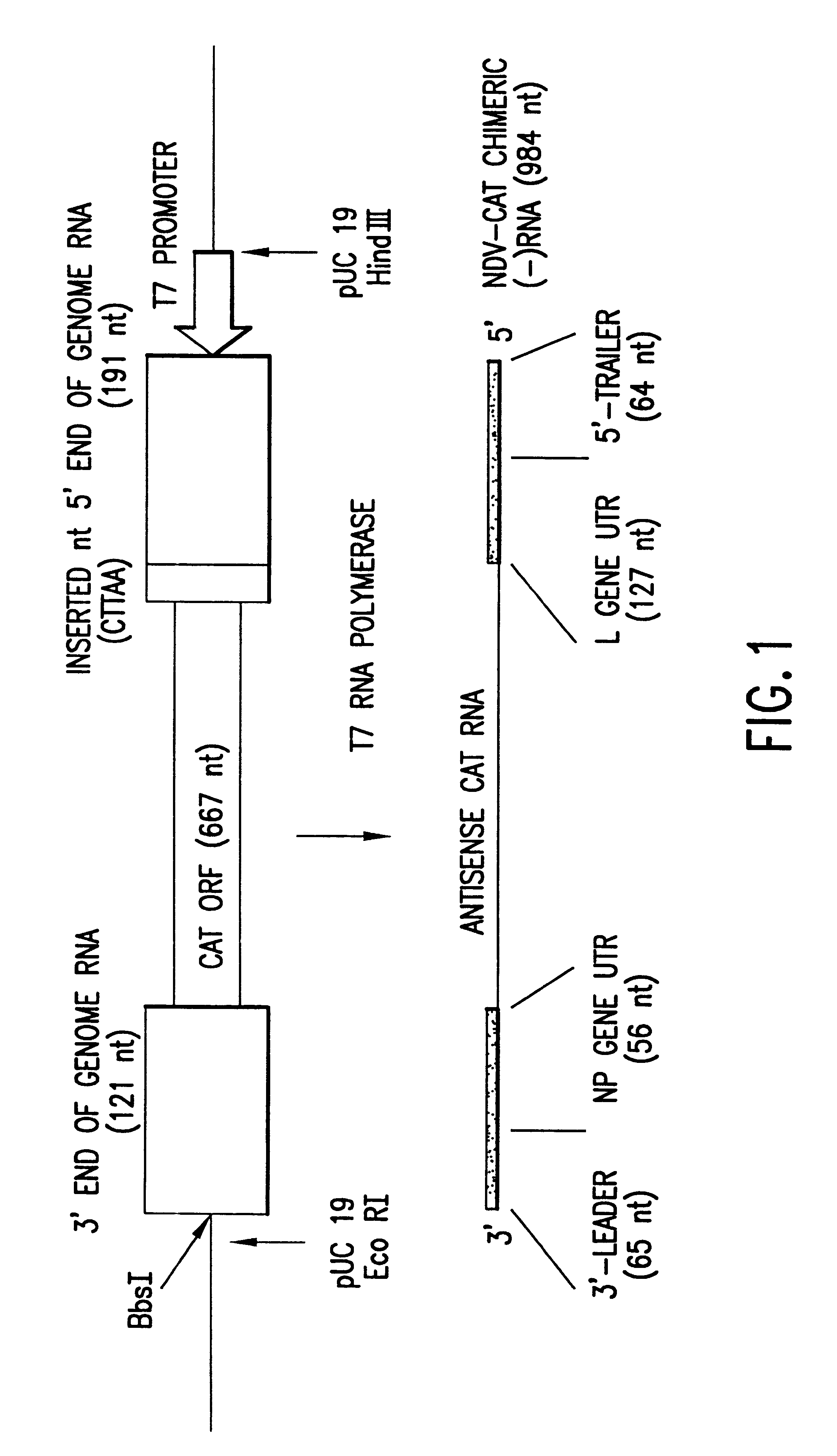 Recombinant newcastle disease virus RNA expression systems and vaccines