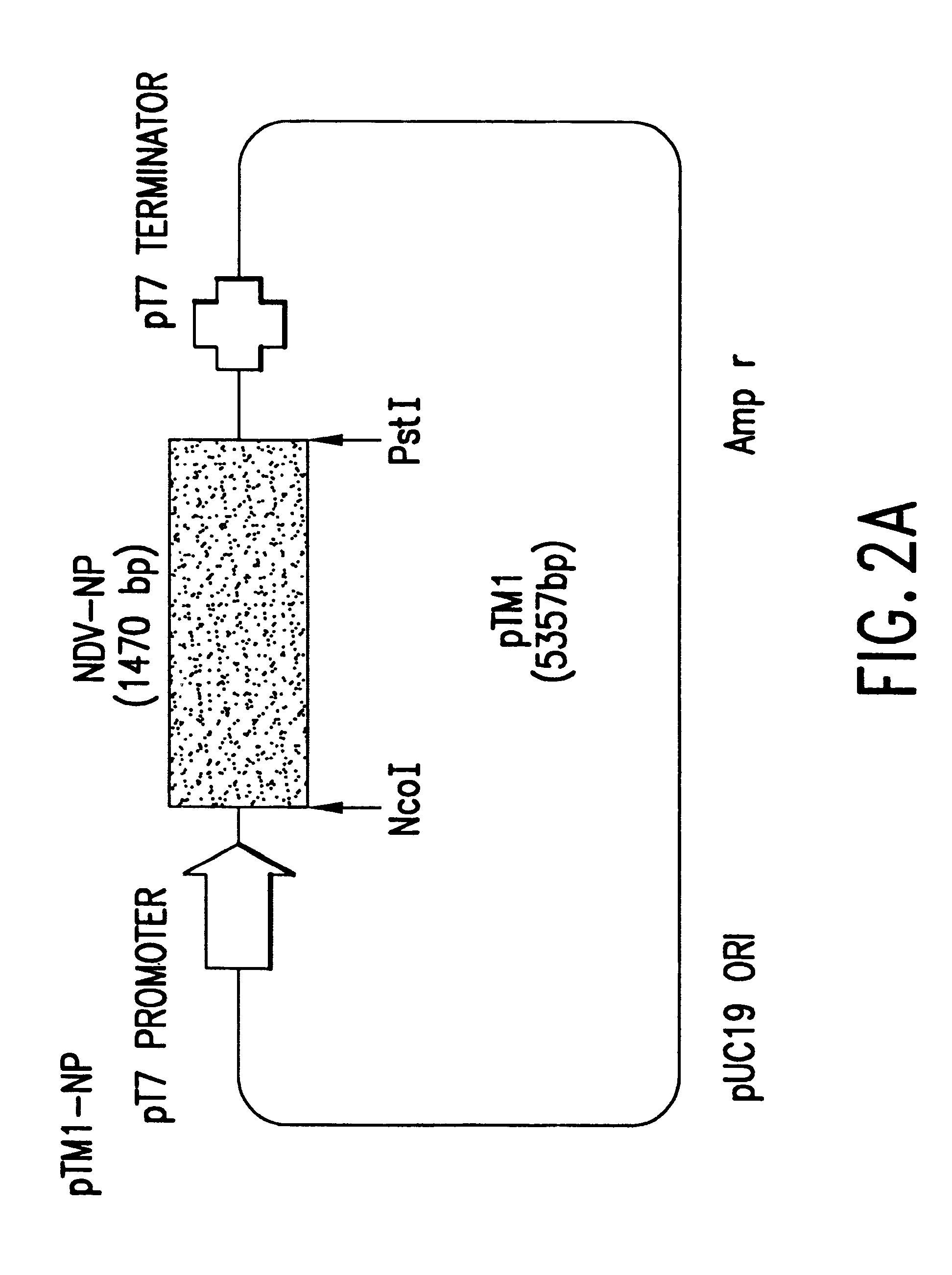 Recombinant newcastle disease virus RNA expression systems and vaccines