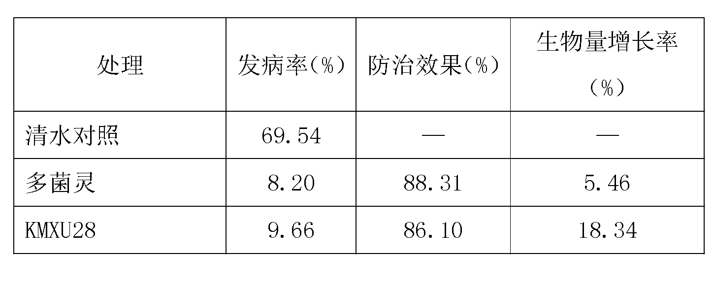 Biocontrol strain KMXU28 for controlling paris rhizome root rot and biocontrol agent thereof