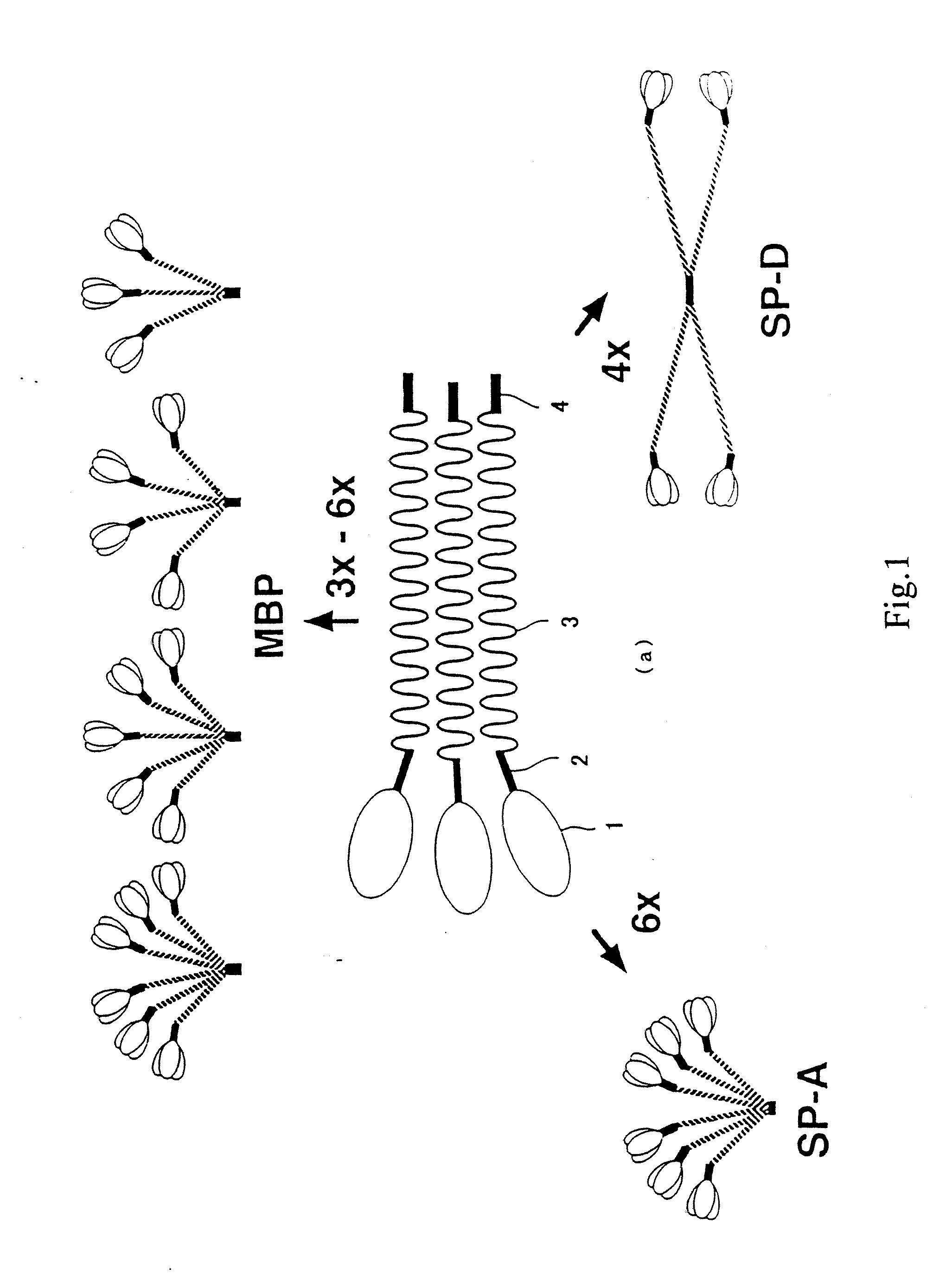 Novel scavenger receptor