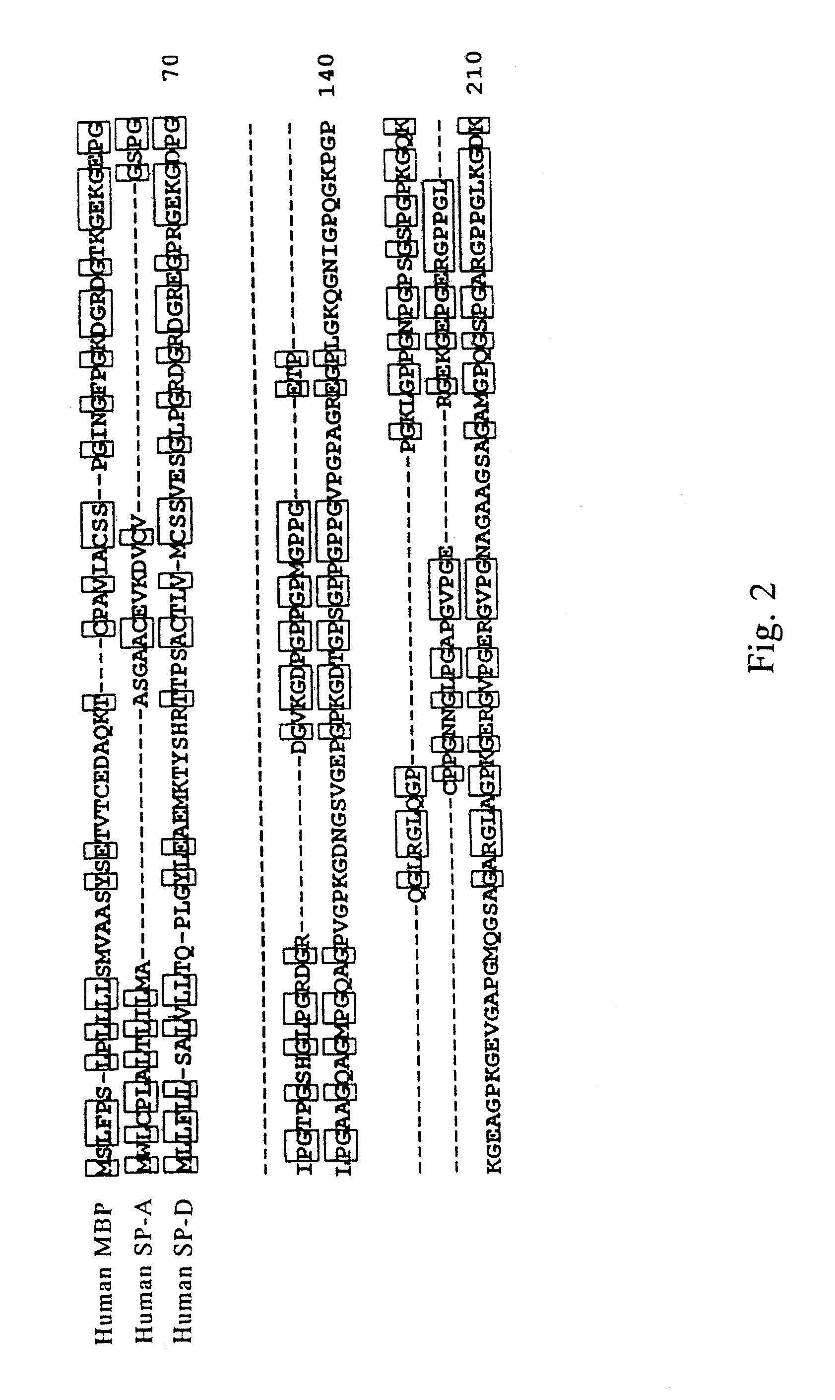 Novel scavenger receptor