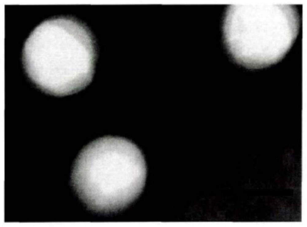 Preparation method of acellular matrix and cyclopentenone prostaglandin composition