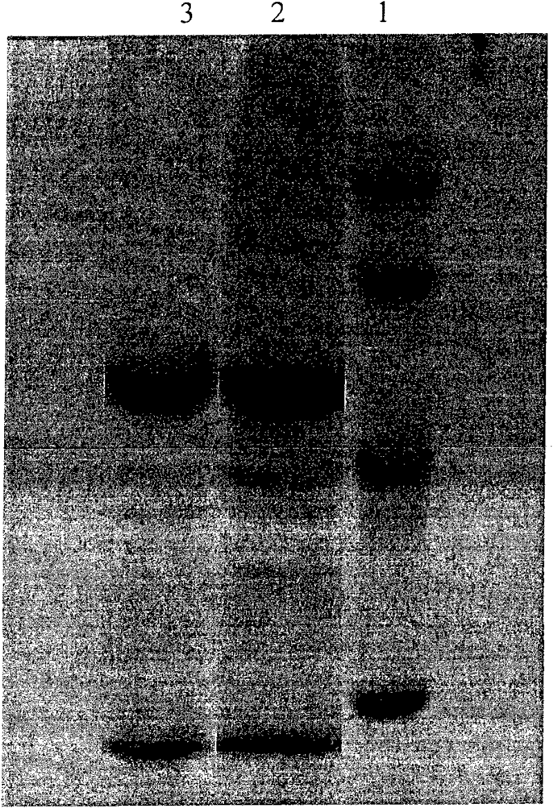 Preparation method of recombinant protein A