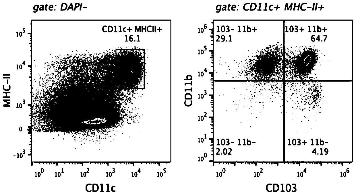 A method for isolating primary dendritic cells of mouse intestinal lamina propria