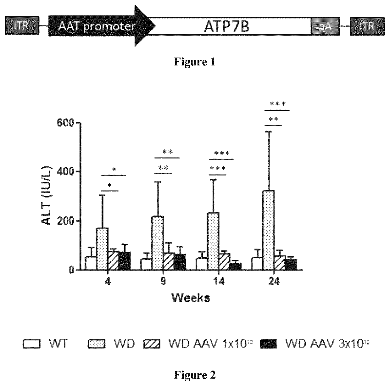 Nucleic acid constructs and gene therapy vectors for use in the treatment of Wilson's disease and other conditions