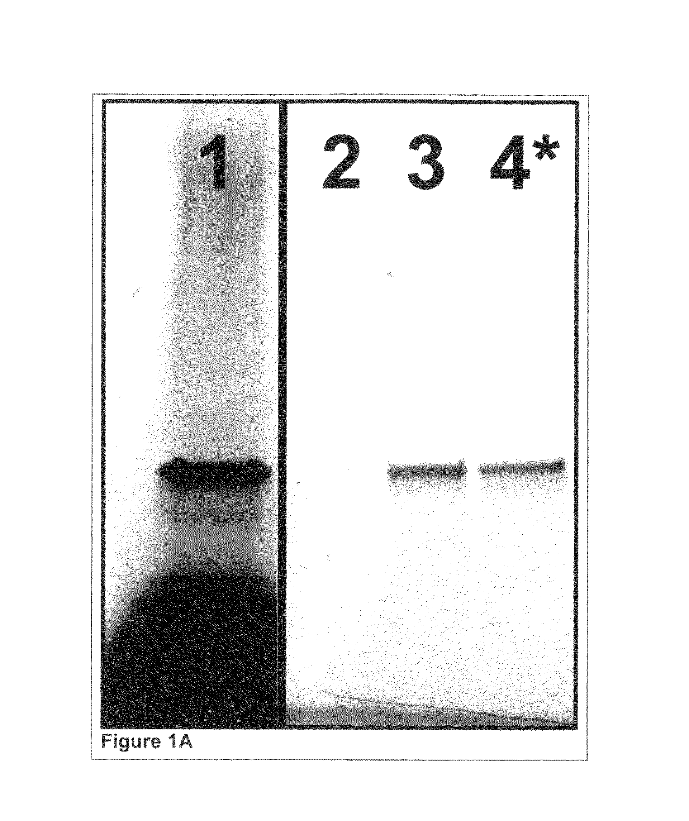 Amplifying bisulfite-treated template